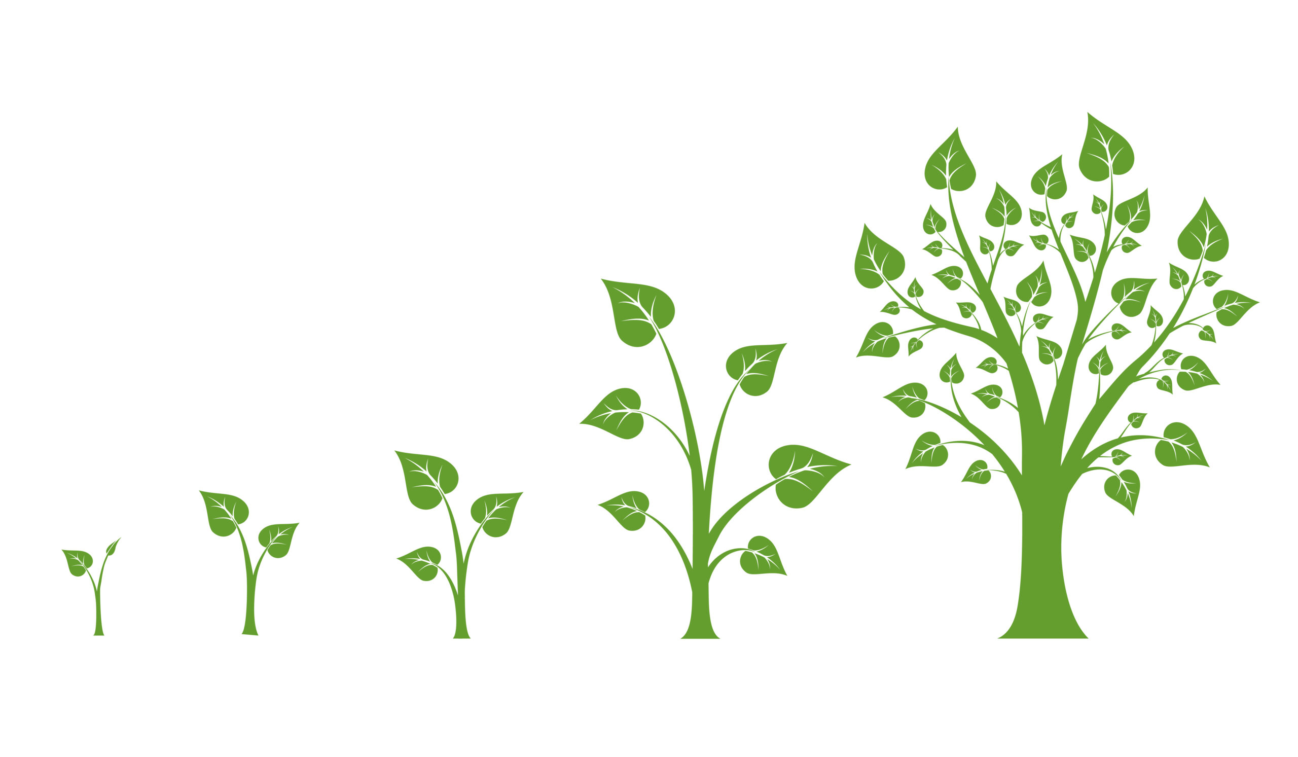 tree growth vector diagram
